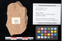 Foto (Objekt + Etikett) von Myrica lignitum Unger (NHMW-GEO-2024-0188-0486)
